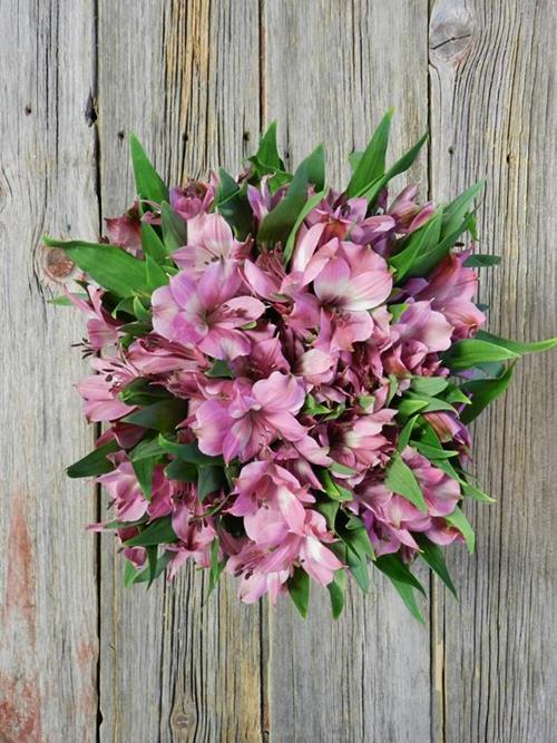 INTENZE HOT PINK ALSTROEMERIA